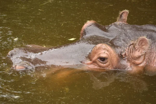 Flusspferd Hippopótamo Hippopótamo Anfíbio — Fotografia de Stock