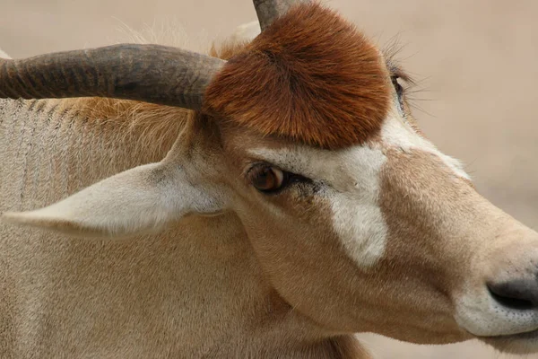 Mendesantilope Addax Addax Nasomaculatus — Stok fotoğraf