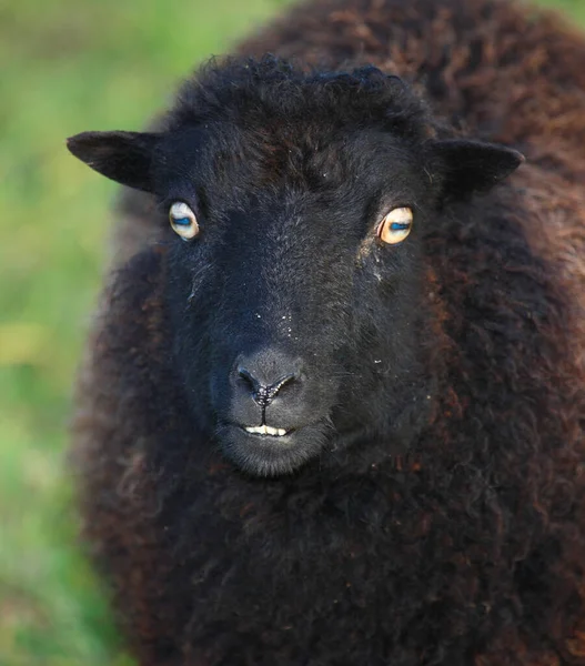 Schaf Κατοικίδια Πρόβατα Ovis — Φωτογραφία Αρχείου