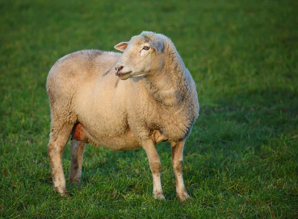 Schaf Domestic Sheep Ovis — стокове фото