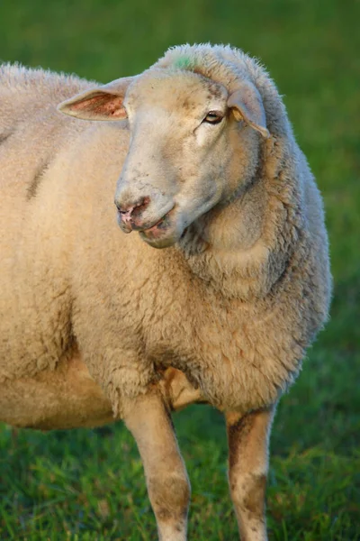 スカーフ 国産羊 Ovis — ストック写真