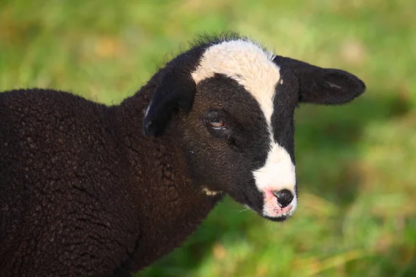 Schaf Domestic Sheep Ovis — Stock Photo, Image