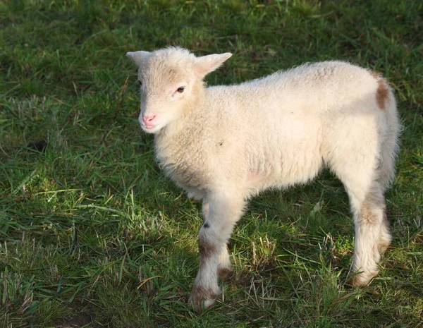 Schaf Domestic Sheep Ovis — стокове фото