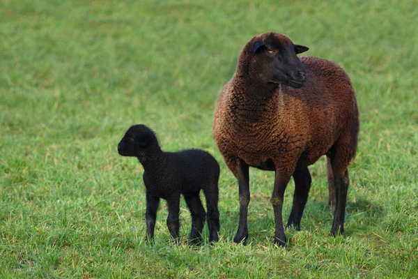 Schaf Domestic Sheep Ovis — 스톡 사진