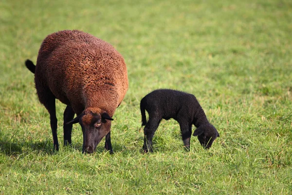 Schaf Domestic Sheep Ovis — 스톡 사진