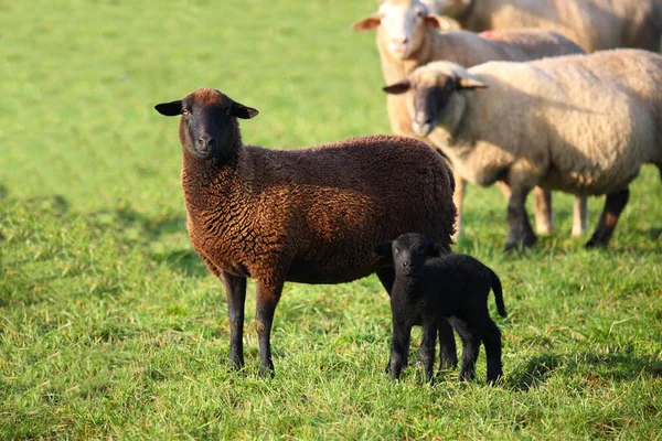 Schaf Domestic Sheep Ovis — Stock Photo, Image