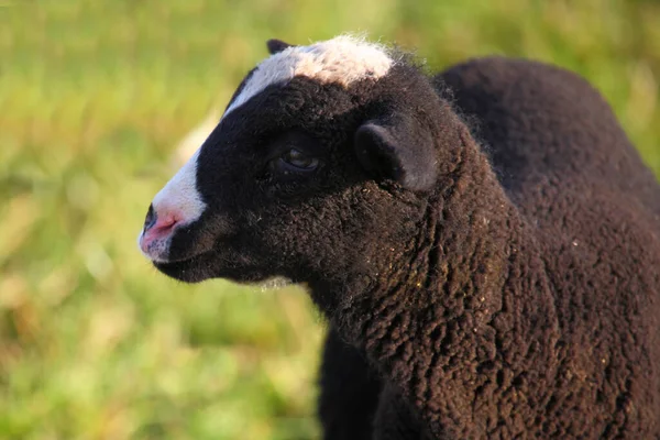 Schaf Κατοικίδια Πρόβατα Ovis — Φωτογραφία Αρχείου