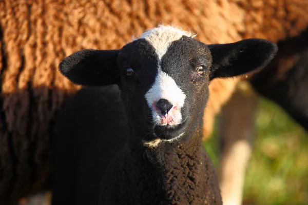 Schaf Hausschafe Ovis — Stockfoto