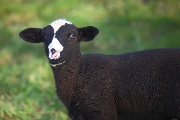 スカーフ 国産羊 Ovis — ストック写真