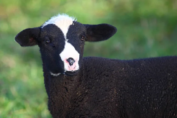 Schaf Owce Domowe Ovis — Zdjęcie stockowe