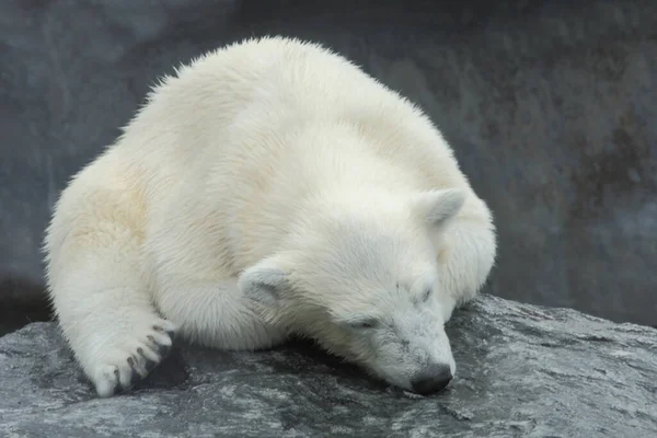 Eisbaer Oso Polar Ursus Maritimus Fotos De Stock