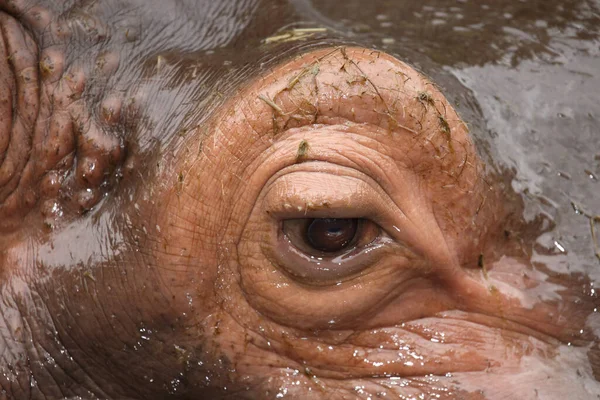 Flusspferd Hippopotamus Hippopotamus Amphibius Stock Photo
