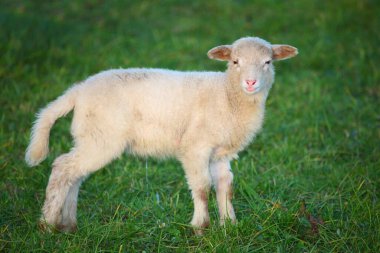 Schaf / Yurtiçi koyun / Ovis