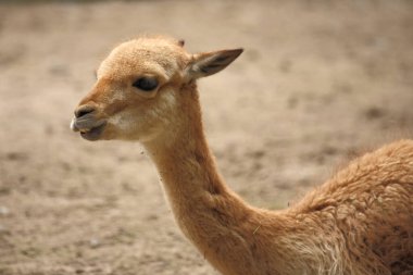 Vikunja / Vicuna / Vicugna vicugna