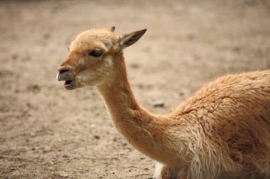 Vikunja / Vicuna / Vicugna vicugna