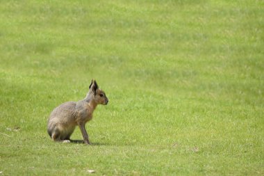 Grosser Pampashase / Patagonya marası / Dolichotis patagonum