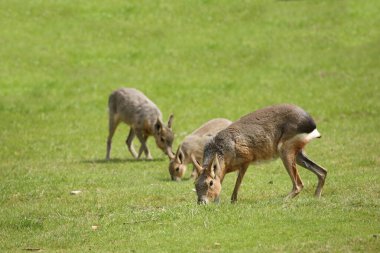 Grosser Pampashase / Patagonya marası / Dolichotis patagonum