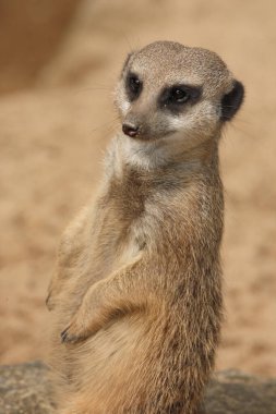 Erdmaennchen / Suricate veya Meerkat / Suricata suricatta