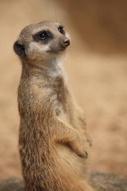 Erdmaennchen / Suricate veya Meerkat / Suricata suricatta