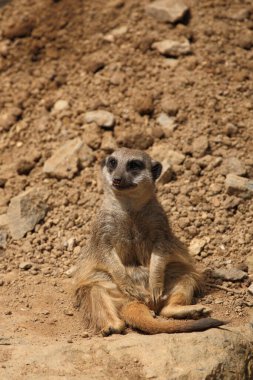 Erdmaennchen / Suricate veya Meerkat / Suricata suricatta