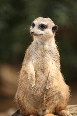 Erdmaennchen / Suricate veya Meerkat / Suricata suricatta