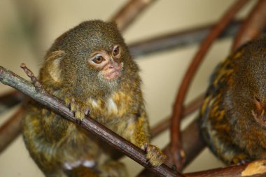Zwergseidenaeffchen / Pygme marmoset / Cebuella pygmaea - Callithrix pygmaea