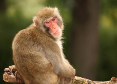 Rotgesichichtsmakake oder Japanmakak / Japon makağı veya Kar Maymunu / Macaca fuscata