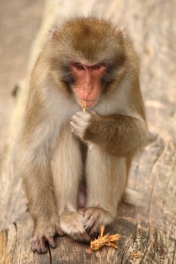 Rotgesichichtsmakake oder Japanmakak / Japon makağı veya Kar Maymunu / Macaca fuscata