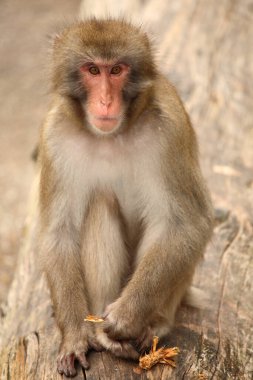 Rotgesichichtsmakake oder Japanmakak / Japon makağı veya Kar Maymunu / Macaca fuscata