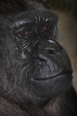 Westlicher Flachlandgorilla / Batı ova gorili / goril gorili