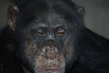 Gemeiner Schimpanse / Common chimpanzee / Pan troglodytes