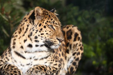 Amurleopar / Amur leoparı / Panthera pardus orientalis