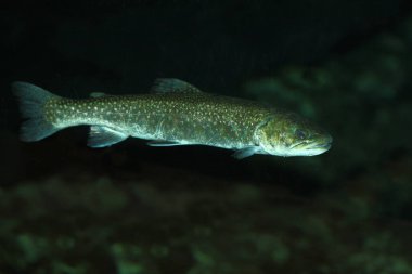 Bachforelle / River alabalığı / Salmo trutta fario