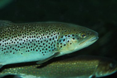 Bachforelle / River alabalığı / Salmo trutta fario