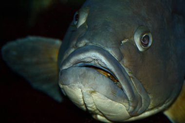 Brauner Zackenbarsch / Yellowbelly orfoz / Epinephelus marginatus - Mycteroperca marginatus