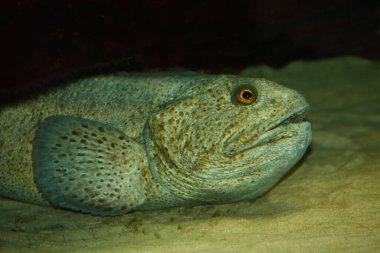 Gefleckter Seewolf / Benekli Wolffish / Anarhichas minor