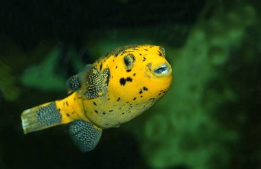 Zitronenkugelfisch oder Schwarzfleckenkugelfisch / Kara lekeli kirpi veya Köpek suratlı kirpi / Arothron nigropunctatus