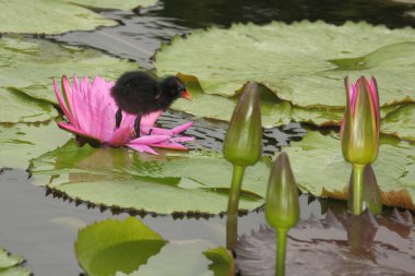 Rotstirnblatthhnchen / Wattled jacana / Jacana jacana