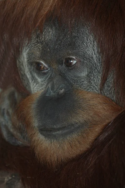 Sumatra Orang Utan Sumatran Orangutang Pongo Abelii — стокове фото