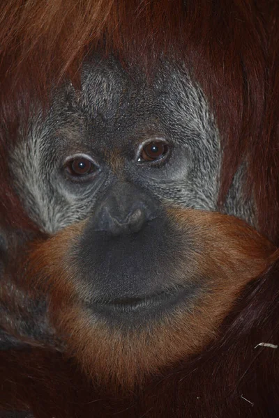 Sumatra Orang Utan Sumatra Orang Utan Pongo Abelii — Stockfoto