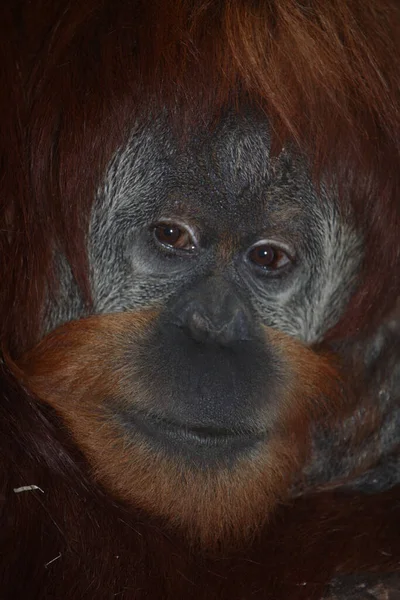 Суматра Оранг Утан Суматранский Орангутанг Pongo Abelii — стоковое фото