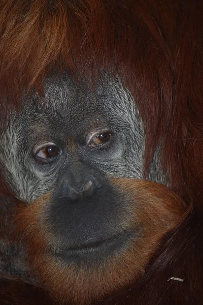 Sumatra Orang Utan Sumatran Orangutang Pongo Abelii — Zdjęcie stockowe