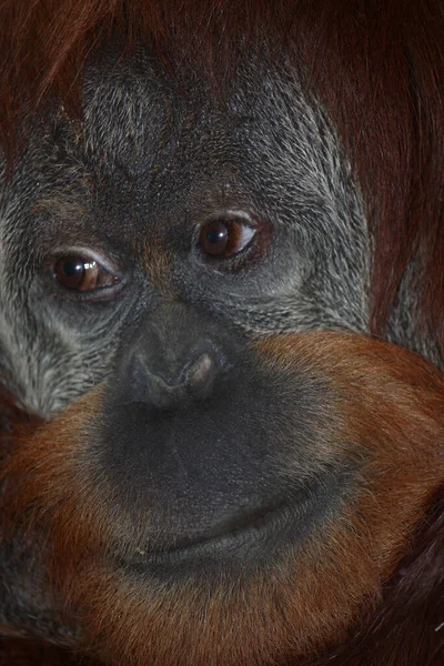 Sumatra Orang Utan Sumatra Orang Utan Pongo Abelii — Stockfoto