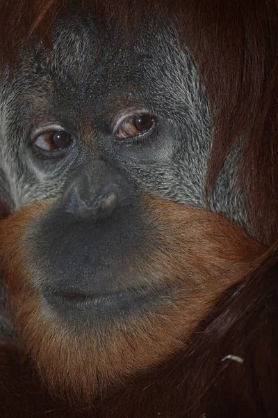 Sumatra Orang Utan Sumatran Orangutang Pongo Abelii — Stock Photo, Image