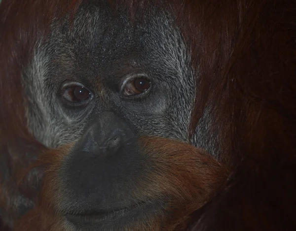 Sumatra Orang Utan Sumatra Orangutang Pongo Abelii — Foto de Stock