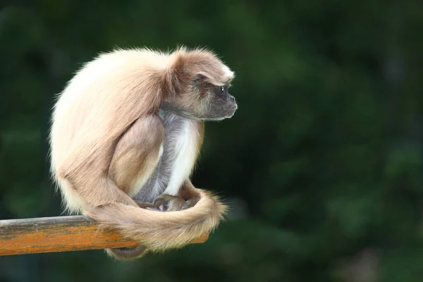 stock image Goldstirnklammeraffe / White-bellied spider monkey / Ateles belzebuth