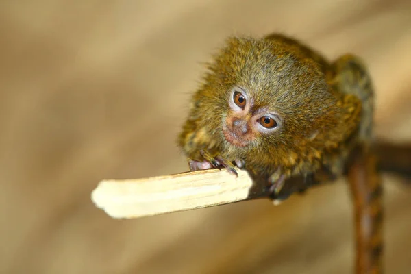 stock image Zwergseidenaeffchen / Pygmy marmoset / Cebuella pygmaea - Callithrix pygmaea