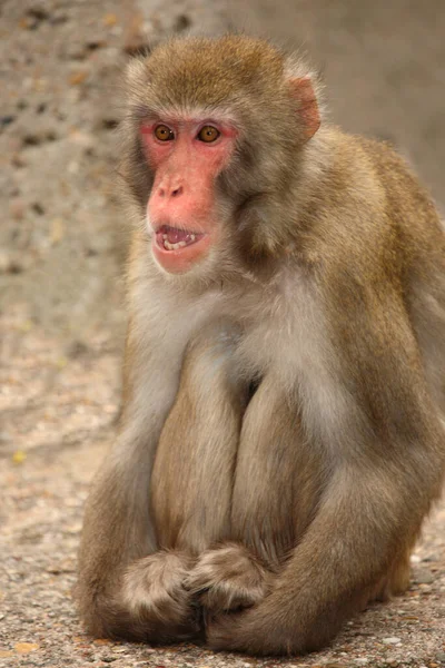 Rotgesichtsmakake Oder Japanmakak Japanese Macaque Snow Monkey Macaca Fuscata — Stock fotografie
