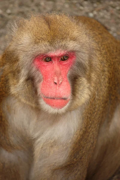Rotgesichtsmakake Oder Japanmakak Macaco Giapponese Scimmia Delle Nevi Macaca Fuscata — Foto Stock
