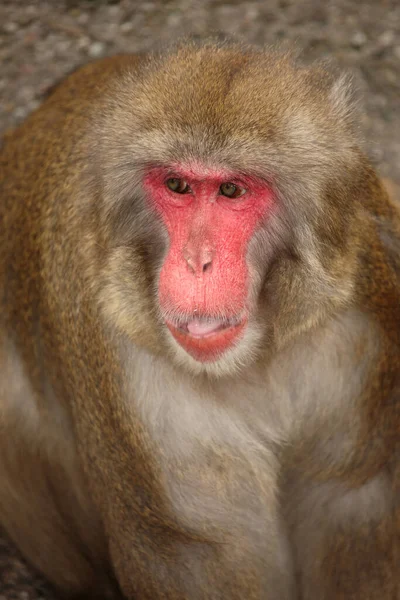 Rotgesichtsmakake Oder Japanmakak Japanese Macaque Snow Monkey Macaca Fuscata — 스톡 사진